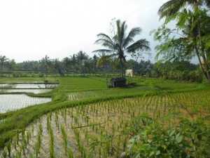 Os arrozais de Bali são um espetáculo à parte.
