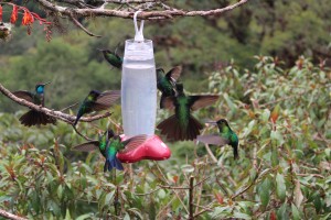 Os colibris da Costa Rica