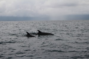 Os golfinhos do Parque Nacional Punta Ballena