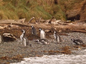 Finalmente os pinguins