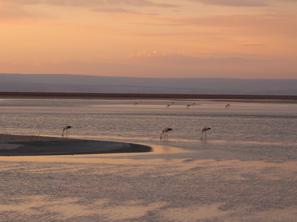 Flamingos do Salar do Atacama