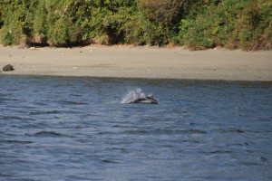 Golfinhos em Chiloé
