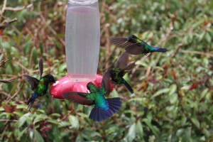 Colibrís da Costa Rica