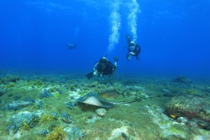 Mergulho em Fernando de Noronha com a Águas Claras