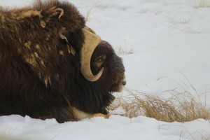 O Boi Almiscarado (ou Muskoxer) do Yukon Wildlife Preserve